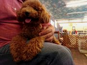 Ƃ肳̃ybgXy[X MARUKO̓eʐ^1