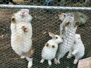 Ȃ̐ẺeGEGEKXEIS[pق̓eʐ^1