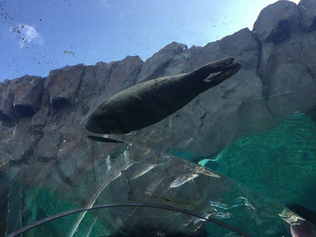 �󒆂��A�U���V�������B_�~�R������