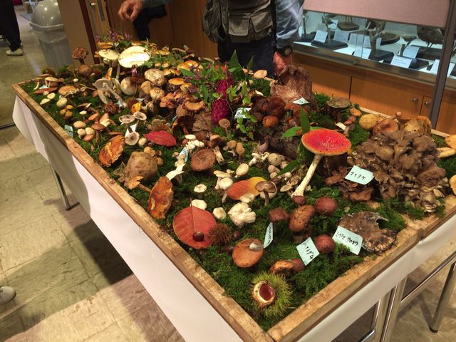 ����C�x���g������Ă܂��B�摜�͎D�y�L�m�R��̎D�y�łƂꂽ�L�m�R�̓W���B��ޖL�x�ŋ����܂����B_�~�R������