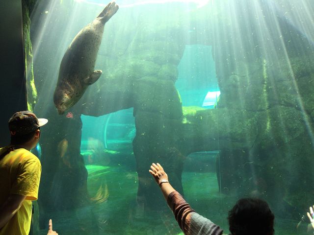 �A�U���V���l�𒭂߂ɂ����肵�܂��B_�~�R������