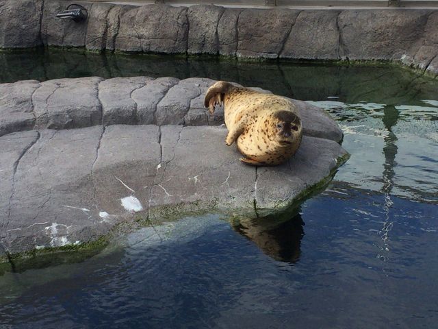 ��������A�U���V�B���Ȃ�_�������ɂ��Ă܂����B_�~�R������