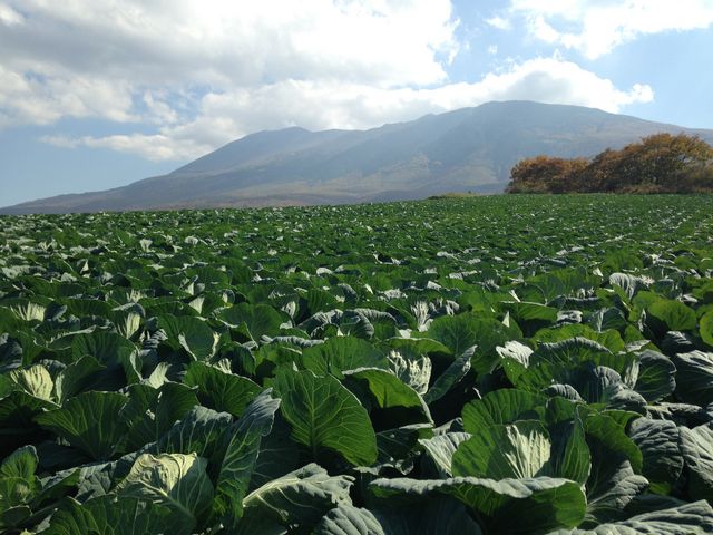 ԎRwiɔς̒ڗLxc_pm}C샋[g