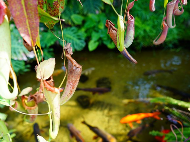 ウツボカズラの下にコイが泳いでいます。_姫路市立手柄山温室植物園