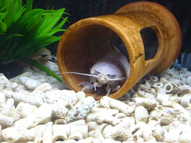 IIO\NV_ԕsCmȊwفE̍