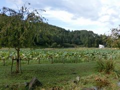 AbL̖΁i@rjւ̓eʐ^1