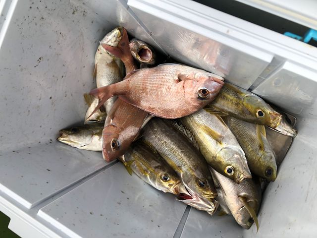 �C�T�L24�C�A�A�W2�C�A�C���V1�C�A��2�C_�Ȃ��݊�