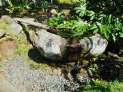 ������񂳂�̌��͗��̕�̓��e�ʐ^2