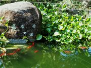 ������񂳂�̌��͗��̕�̓��e�ʐ^4