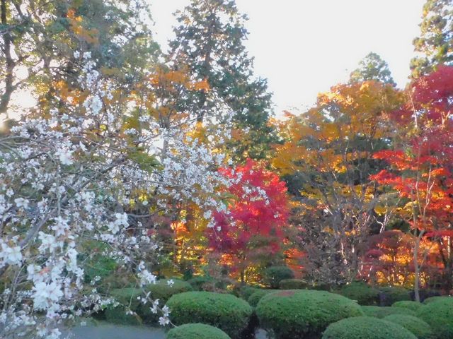 �g�t�ƍ�_�Γ��O�R ������