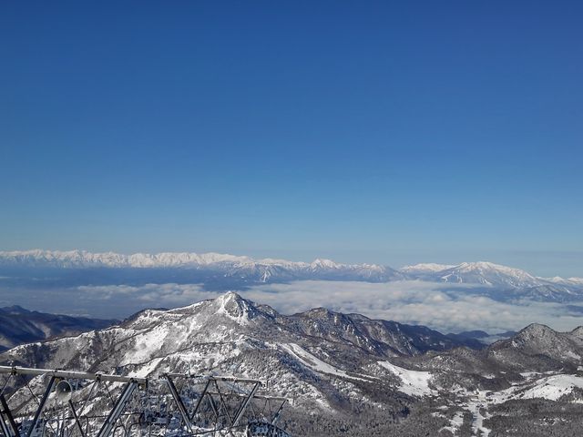 �ō��̓~�i�F�I_�u�ꍂ������R�R��