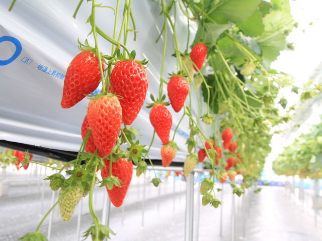 �����͔|�Ŏ��n���₷������_�i�K�V�}�t�@�[���@��������