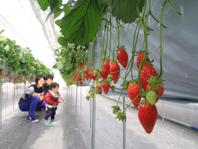 �����Ȕ_��_�i�K�V�}�t�@�[���@��������