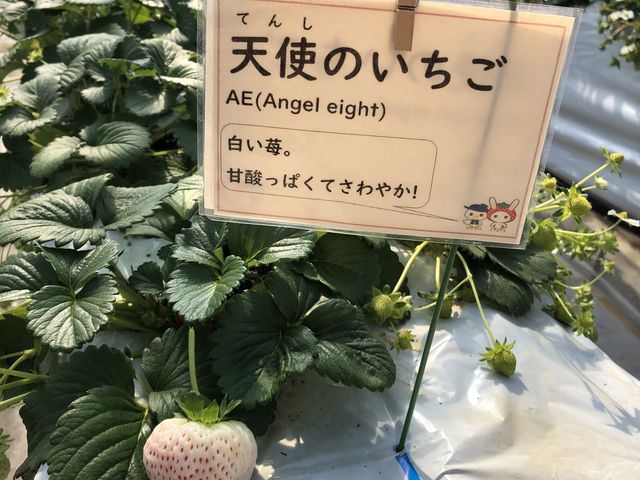 ��������_�������E�u���[�x���[�_���@�x���[�̋�