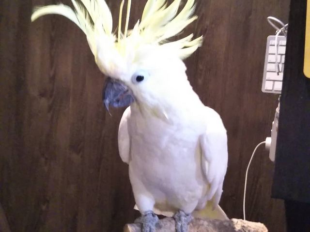 ������͊Ŕ�����ł��B���W�̂Ƃ���ň��A���Ă���܂�_�I�E���̃J�t�F�@FREAK