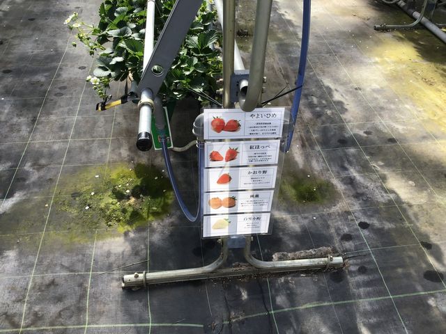 �@�n�E�X��_�݂Ȃ��݃t���[�c�����h���M�g�[��