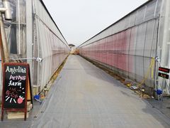 Angelina berrys farmւ̓eʐ^4