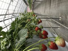 joumonfarmi傤ӂ[ށjւ̓eʐ^1