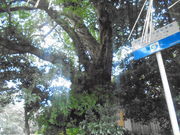 ̑铇Zg_Ђ̃ARE̓eʐ^1