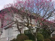 イ̑ɕ{V{󕨓a̓eʐ^1