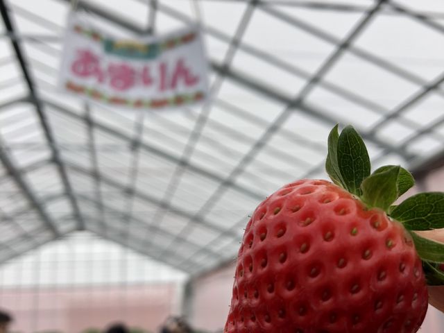 ���܂�񂨂����߁I_���R�t�@�[���g�`�m�x�t