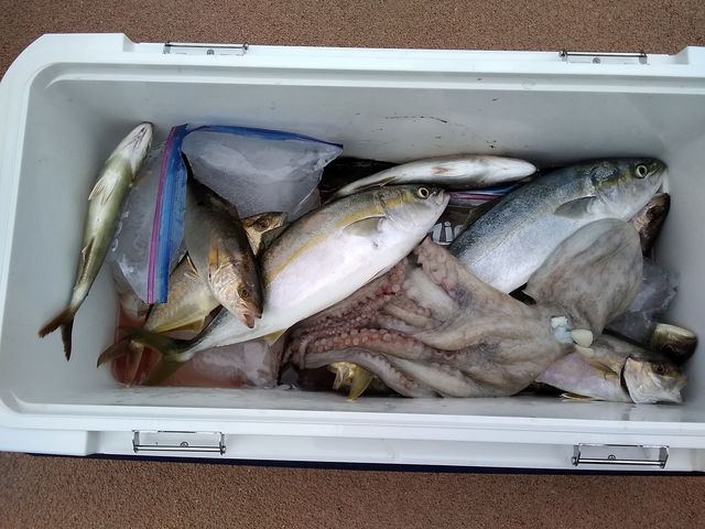 �ܖڒނ�މ�_�V�n���@�C�ނ����