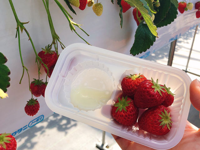 �g�ق���_�������̗��@�������_��