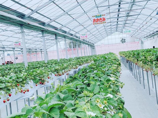 �Ȃ��Ȃ��L���ł��B�S���̎�ނ�䕂��n�E�X�ɂ���܂��B_���R�t�@�[���g�`�m�x�t