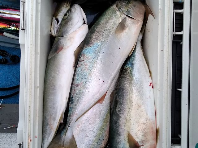 �q���}�T�E�C�i�__�V�n���@�C�ނ����