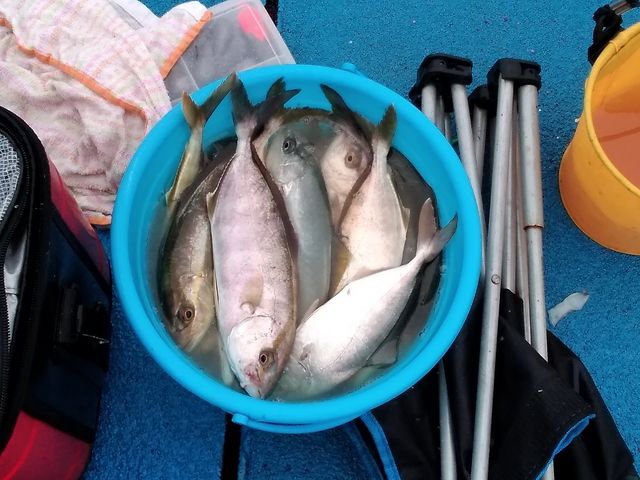 �J���p�`�i�V���S�j����_�V�n���@�C�ނ����