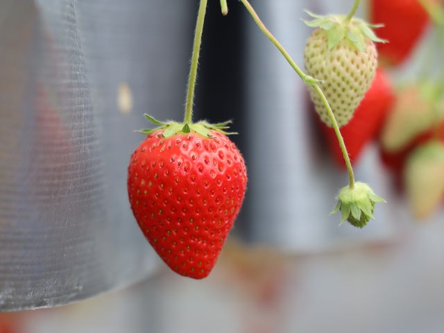 �i��͂킩��܂���B_�R��Ԃǂ���������