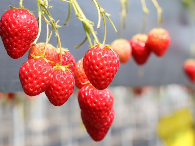 �H�׍��̂���������������B_�R��Ԃǂ���������