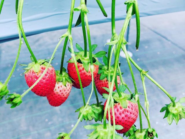 �Á[��䕂���I_���R�t�@�[���g�`�m�x�t