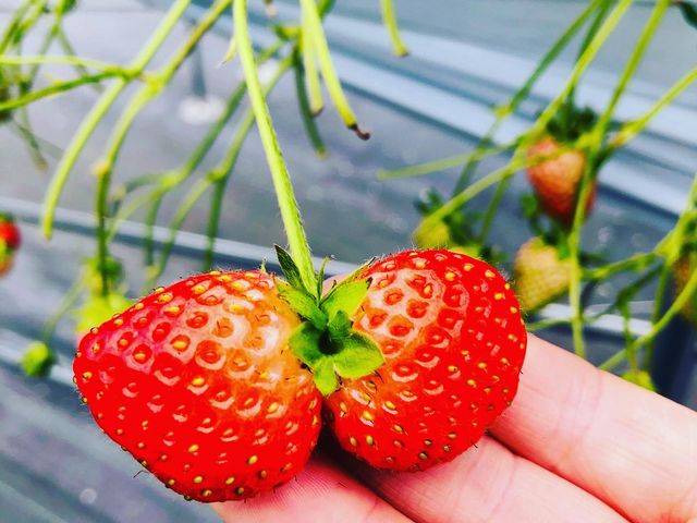 �o�q�̃C�`�S���������[�I_���R�t�@�[���g�`�m�x�t