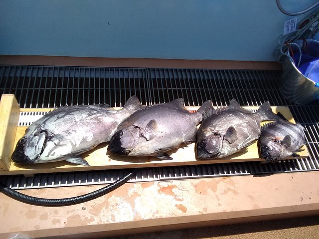 �C�V�_�C�@�T���ɂȂ�΂��ꂪ�ނꂾ���B_�V�n���@�C�ނ����