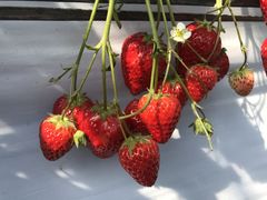 Ƃ炳̏㗢&g}gւ̓eʐ^1