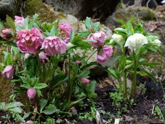 �숢�h����̃i�`�������K�[�f���숢�h�ւ̓��e�ʐ^1