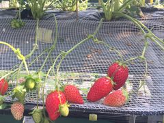 ݂コ̒x[tHXgւ̓eʐ^1