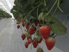 䂤񂳂̂񂽃t@[ւ̓eʐ^1