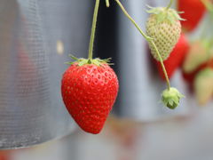 Natchy̎RԂǂւ̓eʐ^1