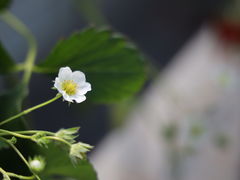 Natchy̎RԂǂւ̓eʐ^3