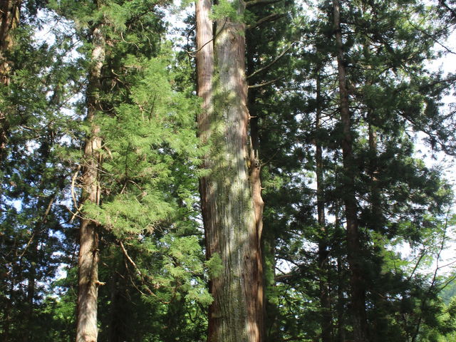 ����������̈�{�_�Ђ̎Бp�̓��e�ʐ^3