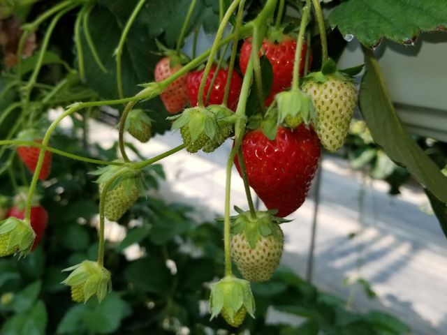 �嗱�ȃC�`�S�B_�x�ÃA�N�A�t�@�[��