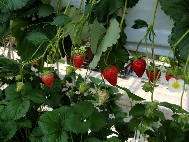 ��Ȃ�̃C�`�S�B_�x�ÃA�N�A�t�@�[��