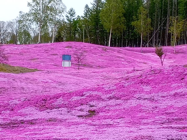 N͎ŃUN~ɂȂĎcOłAN͌włB_ł