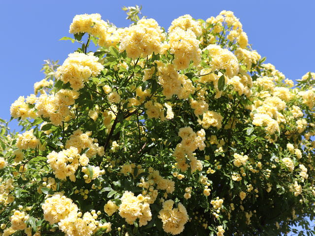 O񂳂̊ČK[fԖ؎R̓eʐ^14