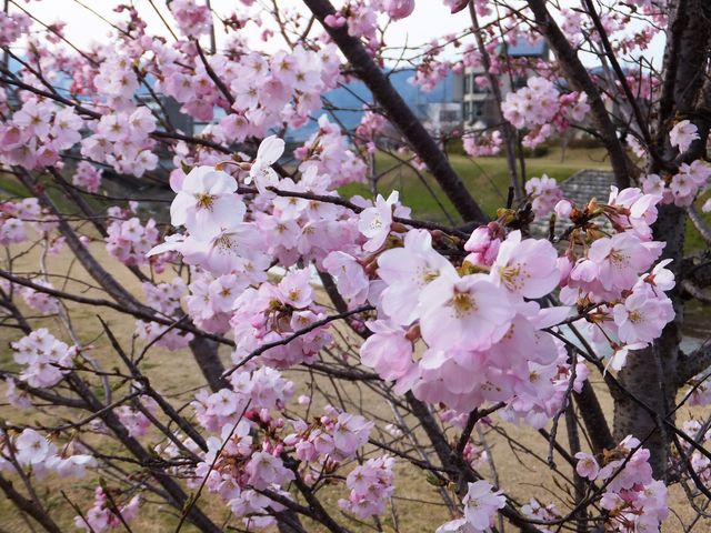 ����͐��ӌ���