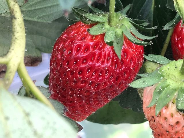 ._�x�ÃA�N�A�t�@�[��