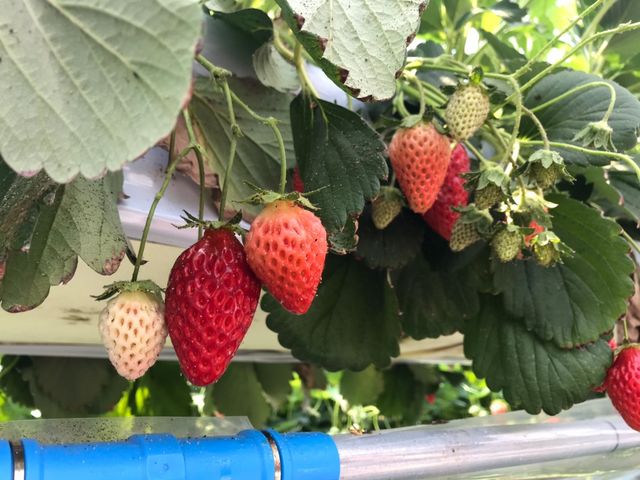 ._�x�ÃA�N�A�t�@�[��