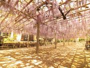 炢܂邳̋gˎ̓eʐ^1